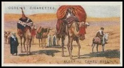 3 Algeria Camel Bassour